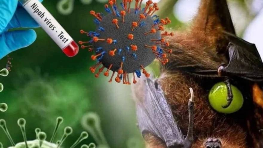 Virus Nipah chưa có vaccine và thuốc điều trị đặc hiệu, nguy cơ di chứng lâu dài